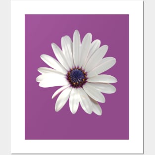 White Daisy Osteospermum Flower Photograph Posters and Art